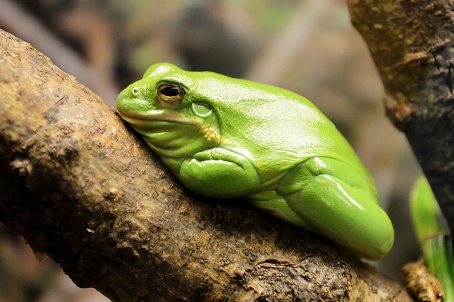 Tree Frog