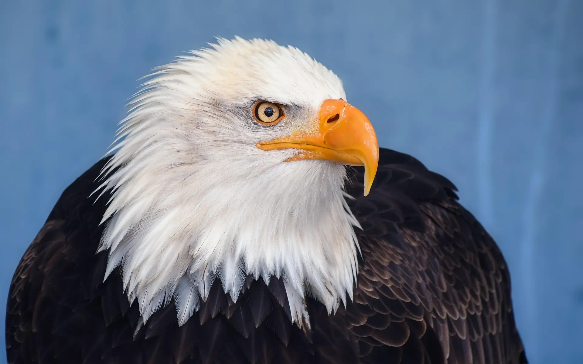 Bald Eagle sound