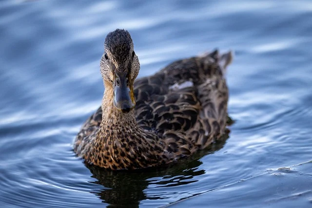 Mallard Duck