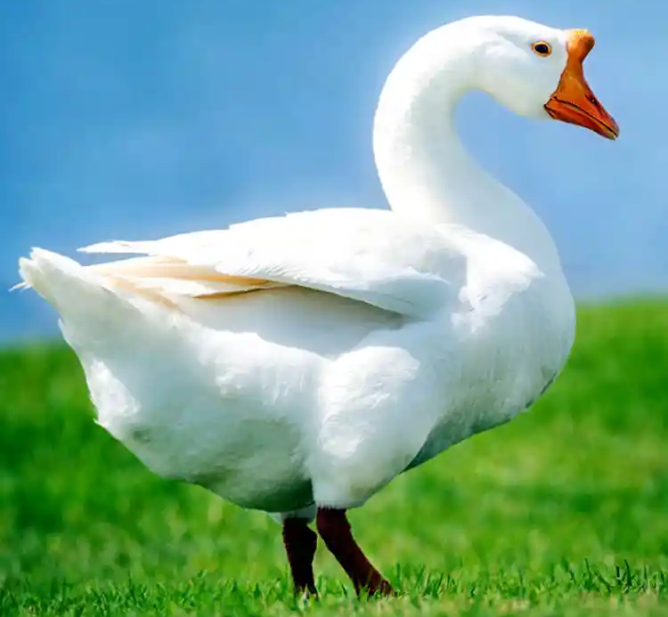 Goose Sound - Honking Calls & Waterfowl Vocalizations