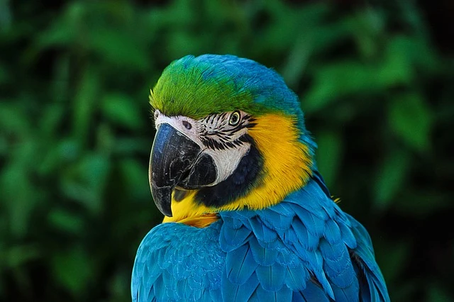 African Grey Parrot