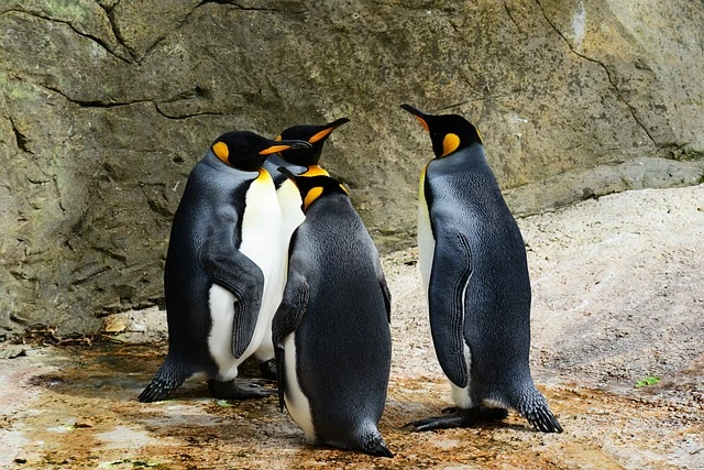 Emperor Penguin