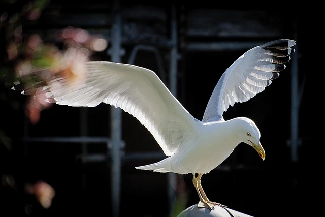 Seagull