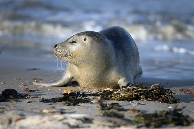 Harbor Seal