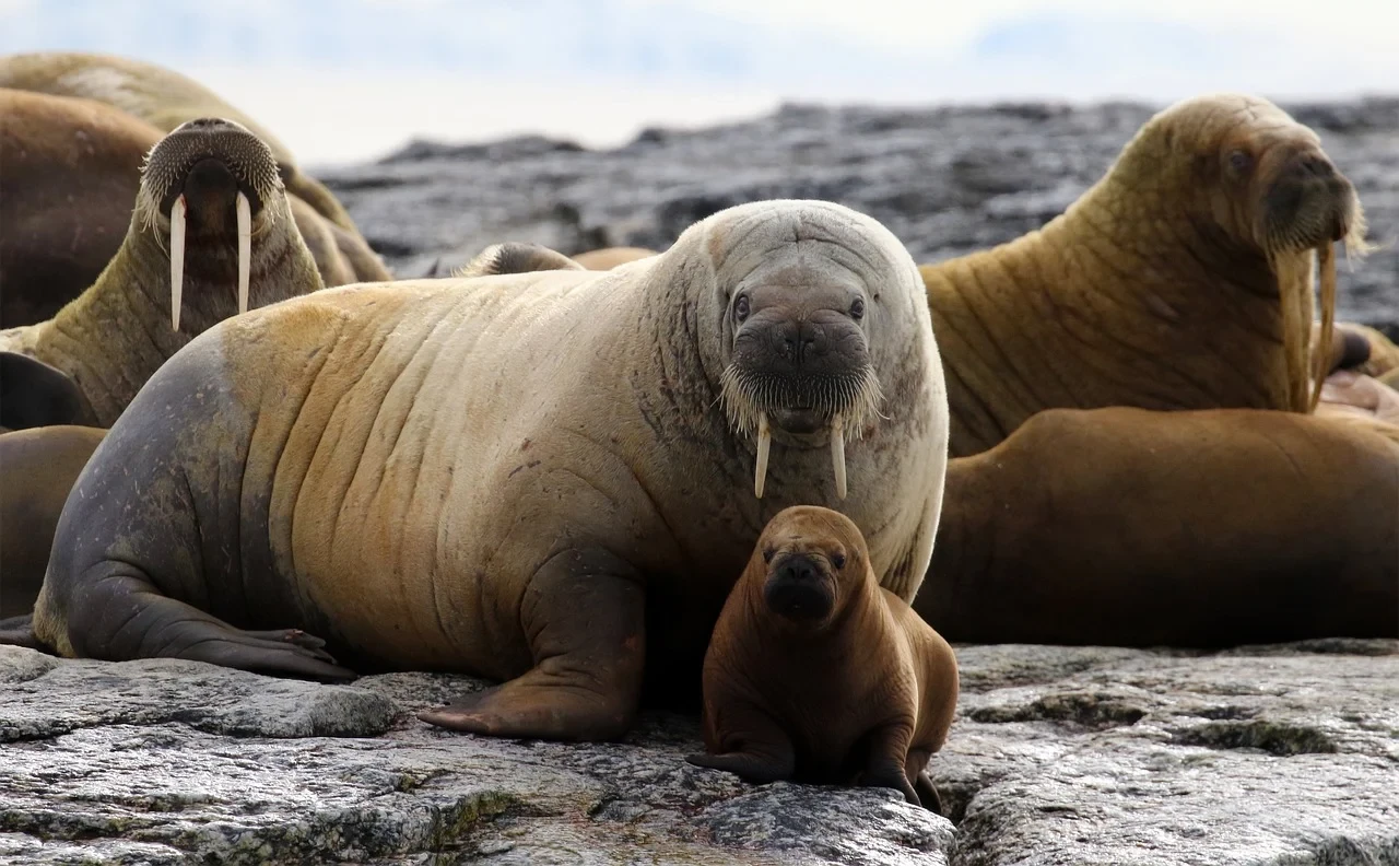 Pacific Walrus