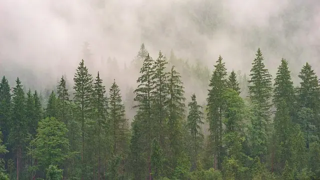 Forest animal habitats