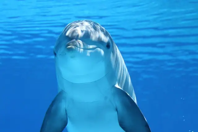 Ocean animal habitats