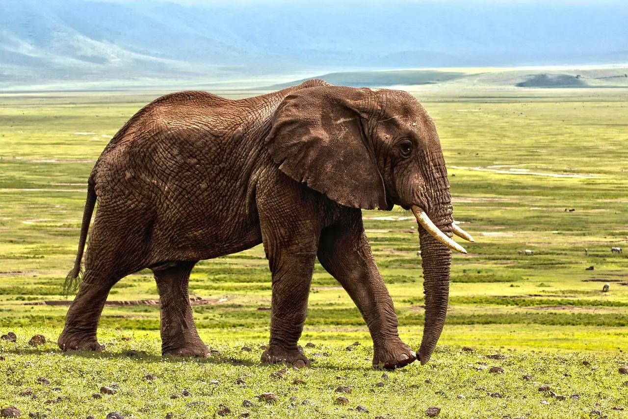 Savanna animal habitats