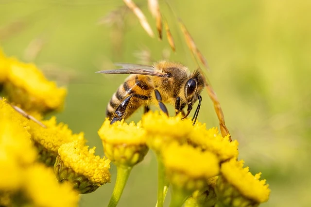 Honey Bee