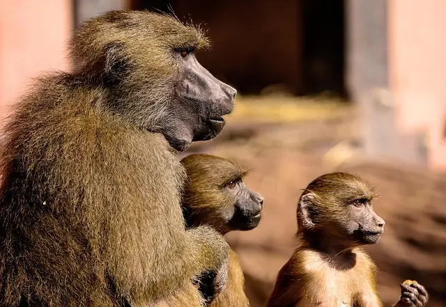 Baboon