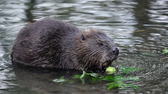 Beaver