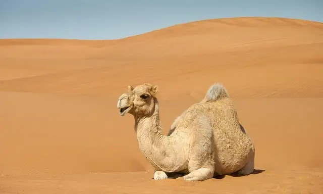 Camel Sound - Distinctive Grunts & Desert Animal Vocalizations