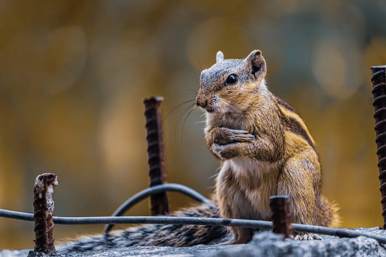 Chipmunks Sound - Energetic Rodent Chatter