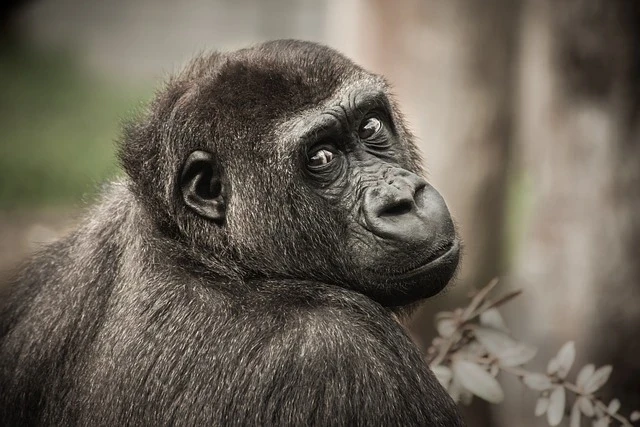 Gorilla