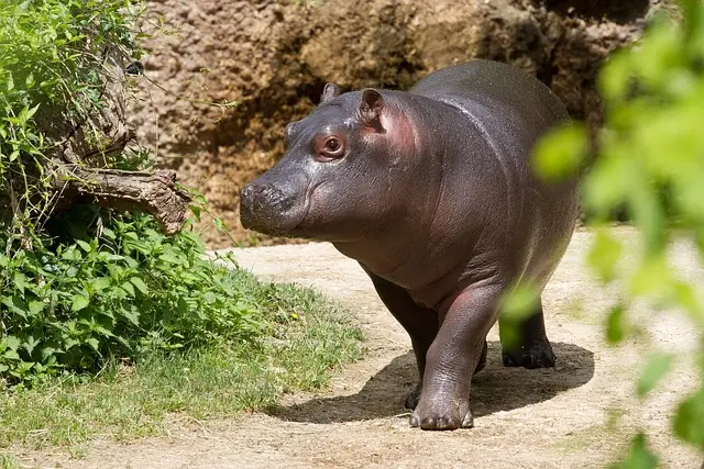 Hippopotamus Sound - Powerful River Horse Calls