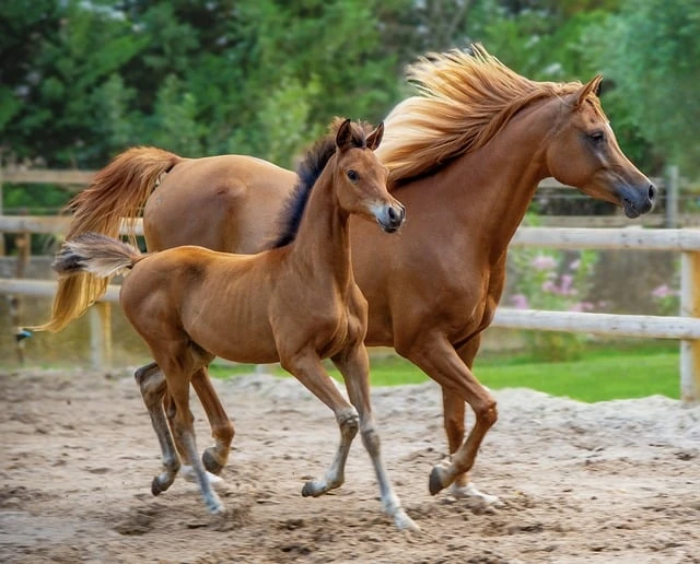 Horse