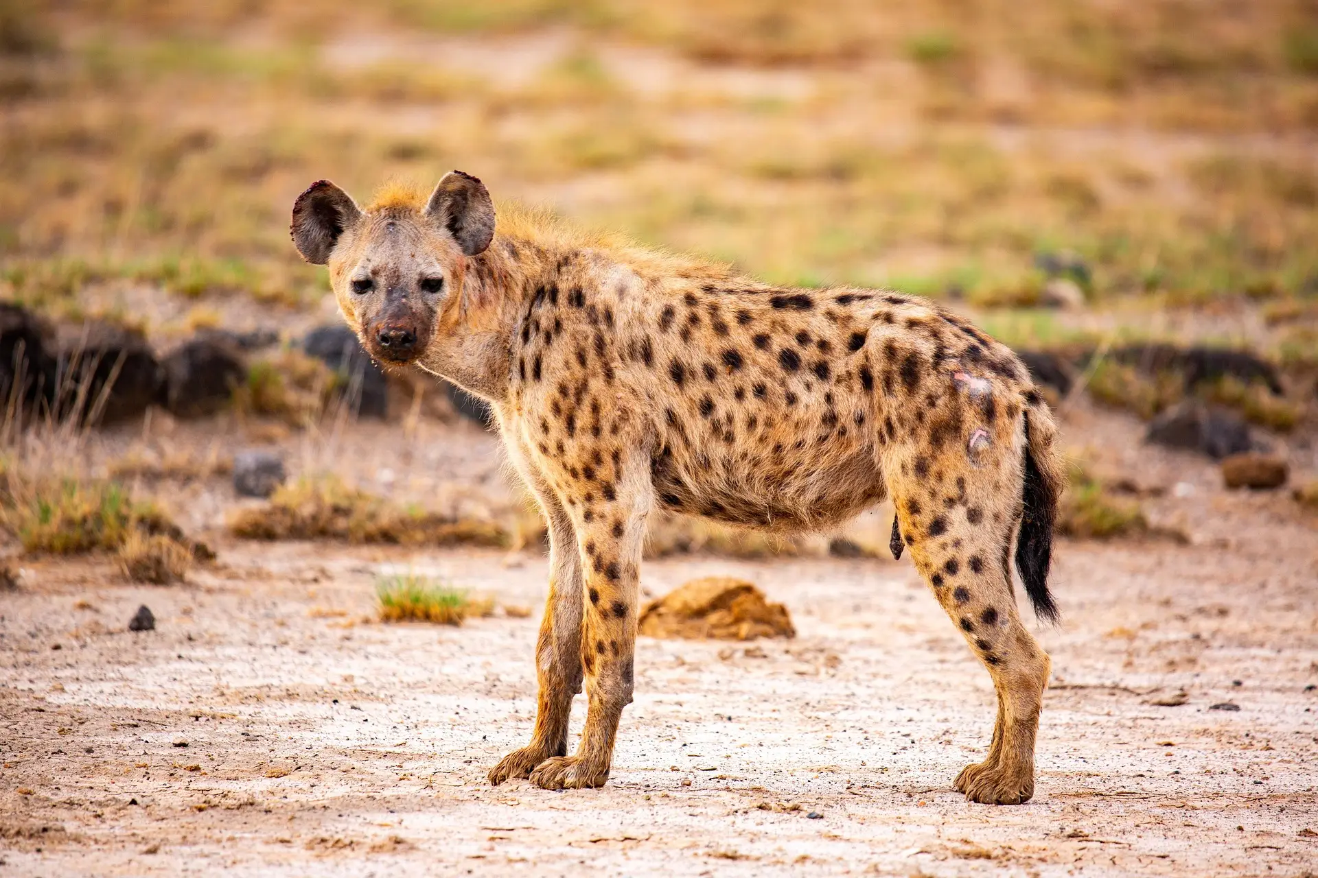 Hyena Sound - Distinctive Laughing Calls & Vocalizations