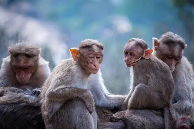 Monkey Sound - Diverse Primate Vocalizations