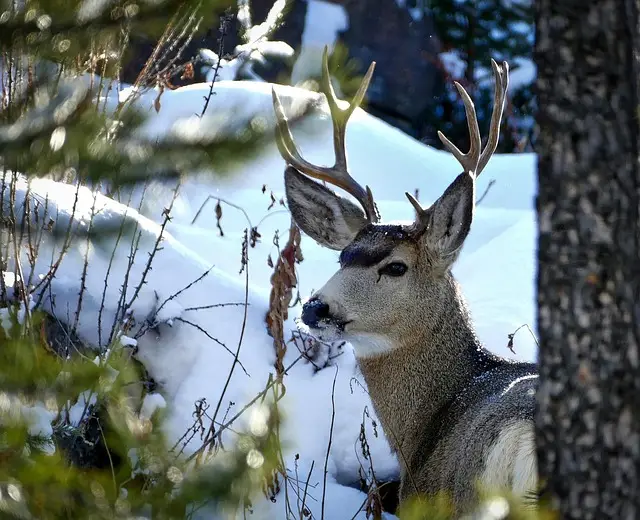 Mule Deer Sound - Distinctive Calls & Wild Deer Vocalizations