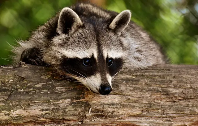 Raccoon Sound - Clever Masked Bandit Calls