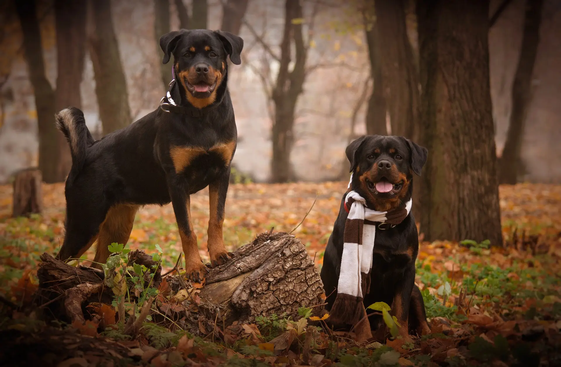 Rottweiler Sound - Powerful Barks & Guard Dog Vocalizations