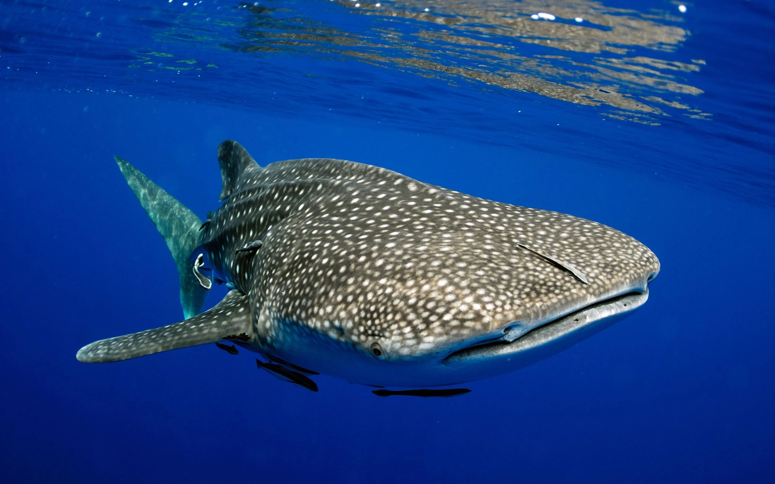 Whale