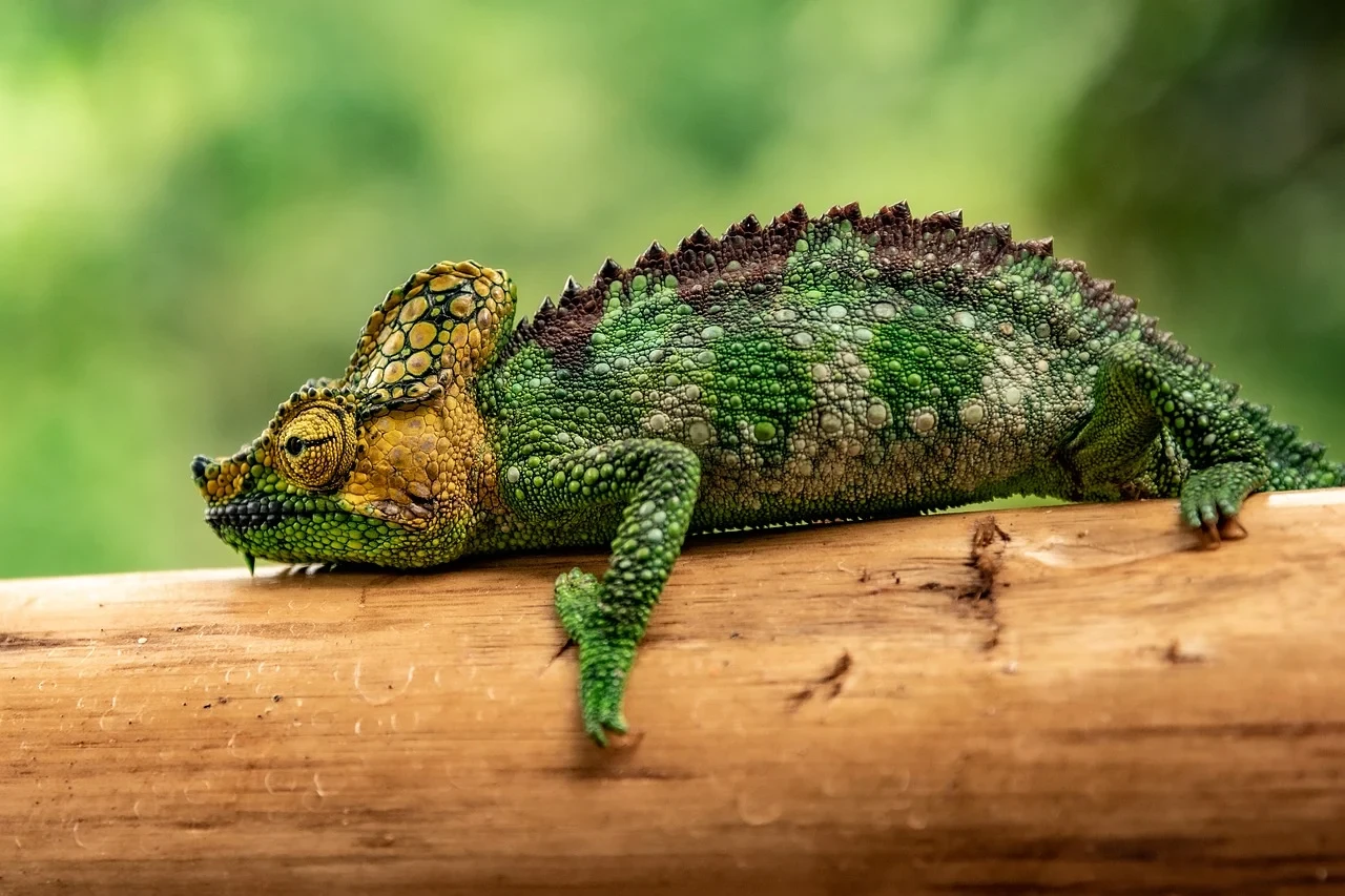 Chameleon