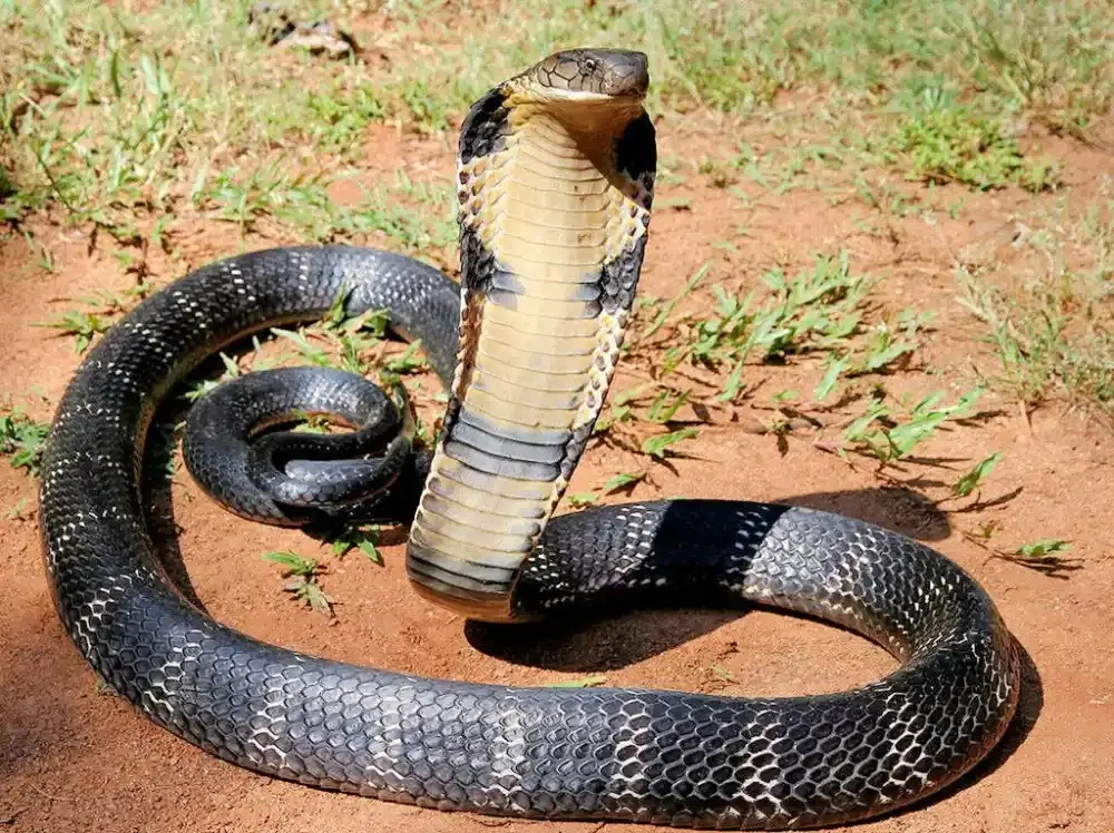 King Cobra
