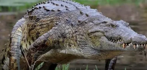 Nile Crocodile