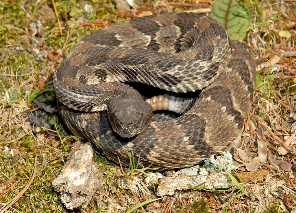 Rattlesnake