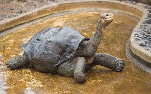 Galápagos Tortoise
